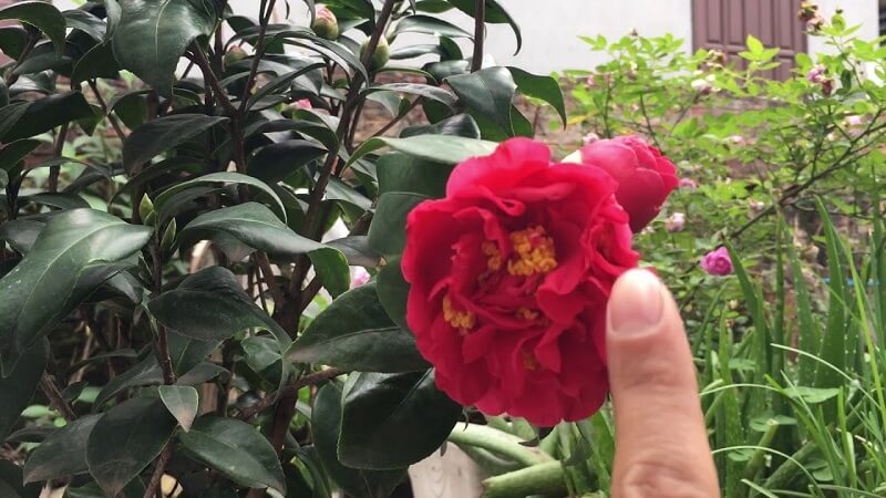 Read more about the article Cách chăm sóc cây hoa trà để cho hoa đẹp!