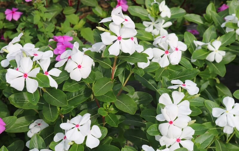 Read more about the article Cách “chế tạo” một cây dừa cạn nhiều màu hoa