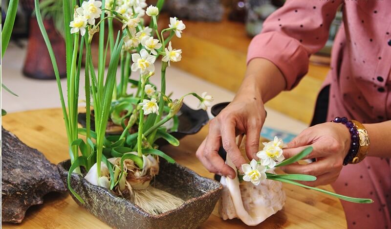 Read more about the article Cách trồng và chăm sóc cây thủy tiên