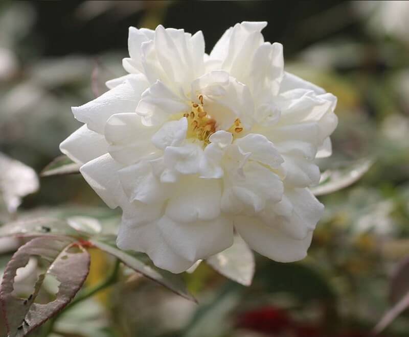 hoa hồng bạch xếp Nam Định