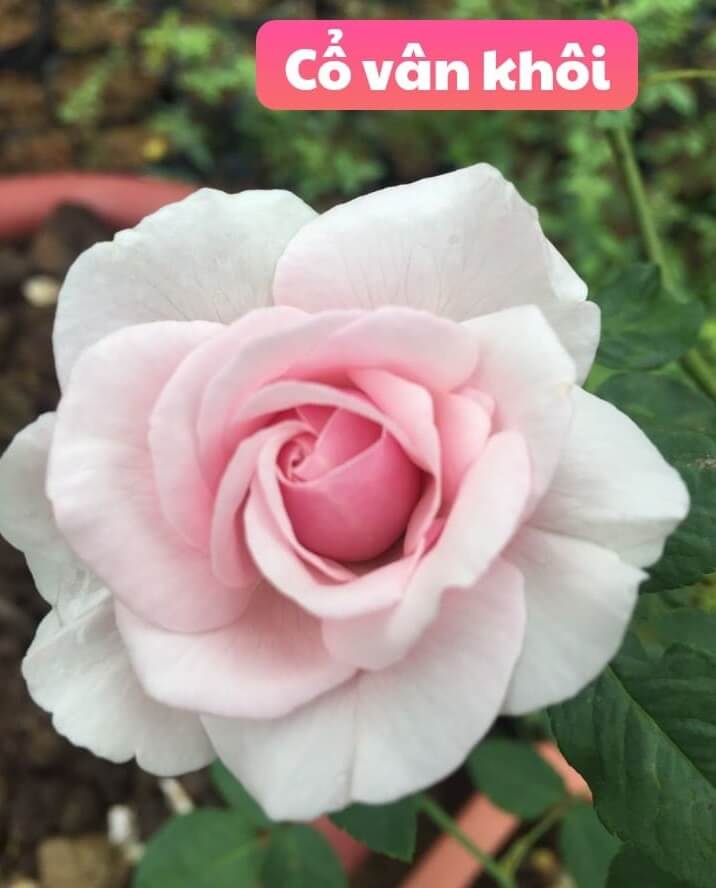 Hoa hồng cổ Văn Khôi
