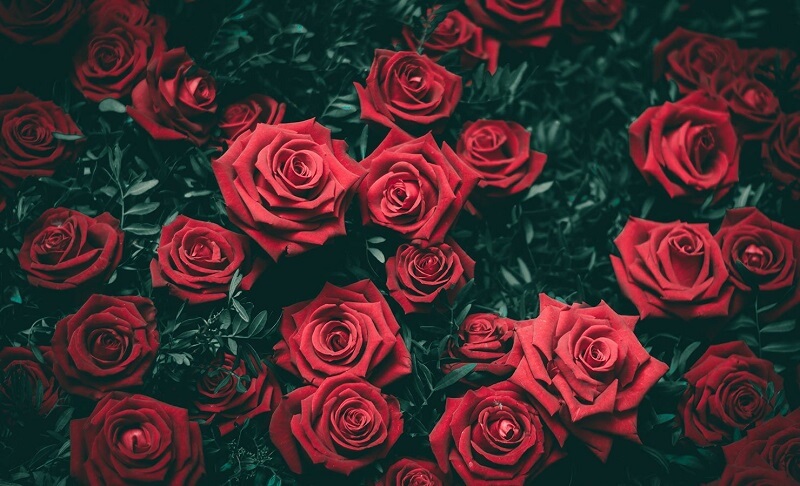 Hoa hồng Ecuador