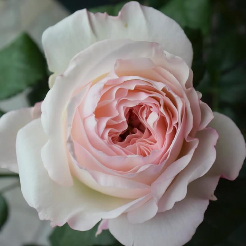 Hoa hồng Keria