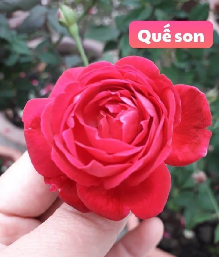 Hoa hồng quế
