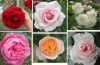 Tên các loại hoa hồng ở Việt Nam và trên thế giới