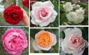 Tên các loại hoa hồng ở Việt Nam và trên thế giới