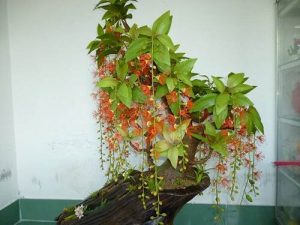Read more about the article Bật mí cách trồng Cây Lộc Vừng trong chậu giúp cây xanh tốt