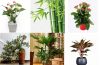 Giới thiệu các loại cây trồng thanh lọc không khí trong nhà