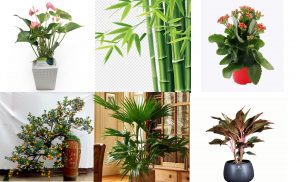 Read more about the article Tổng hợp các loại cây trồng thanh lọc không khí trong nhà đẹp