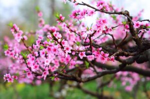 Read more about the article Top 26 các loại hoa chưng trong nhà ngày tết mang lại nhiều may mắn