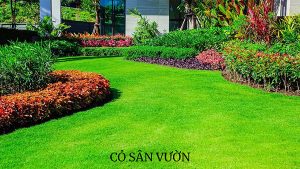 Read more about the article Các loại cỏ trồng trong nhà đẹp phù hợp để trang trí sân vườn