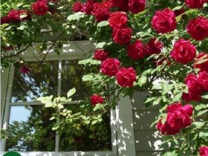 Read more about the article Trồng hoa ban công đẹp, chịu nắng tốt cho ngôi nhà của bạn