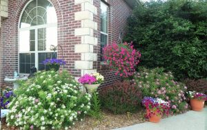 Read more about the article Các loại hoa dễ trồng trong vườn đẹp giúp làm nổi bật không gian nhà bạn