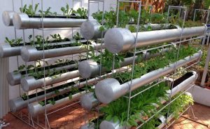 Read more about the article Top các loại rau dễ trồng ngắn ngày không thể thiếu trong vườn nhà