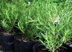 Read more about the article Cách trồng cây hương thảo và cách chăm sóc cây đơn giản