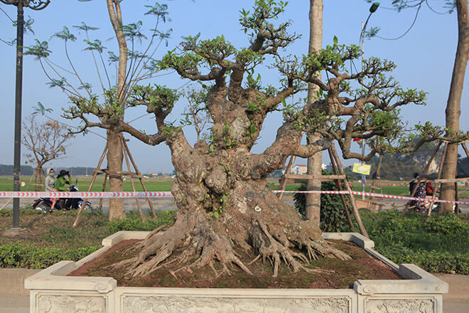 Cây bonsai Vạn Lộc Đa Sung