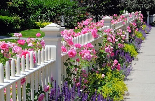 cây hoa leo hàng rào đẹp