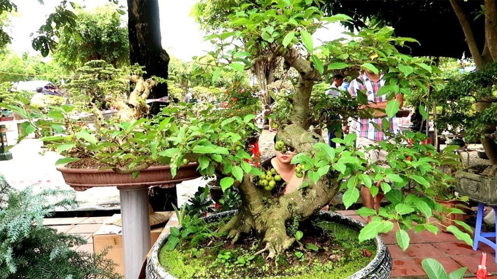 Cây sung bonsai dáng trực đẹp