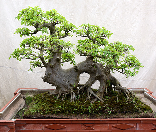 Cây sung bonsai dáng trực độc lạ