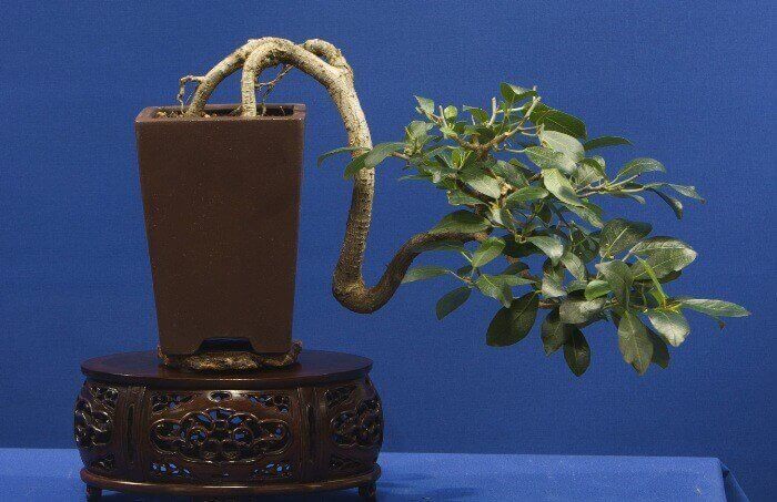 Cây sung bonsai mini dáng thác đổ