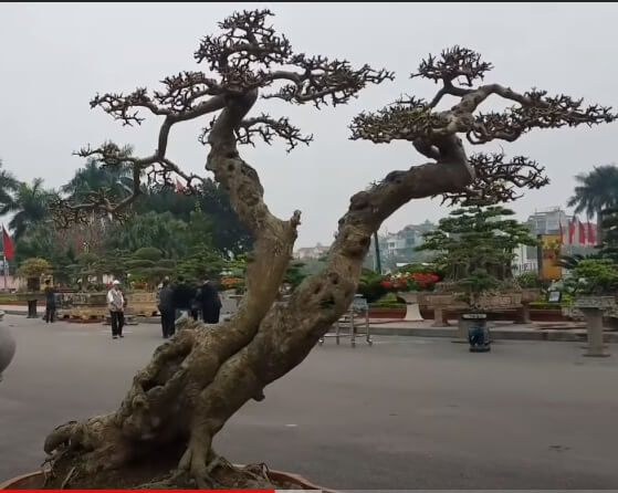 Cây sung bonsai Song xiên