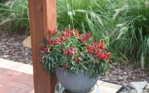 Read more about the article Có nên trồng cây ớt trước nhà không? Nên chọn loại nào?