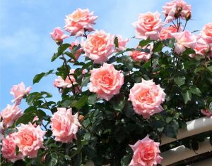 Read more about the article Hướng dẫn cách chăm hoa hồng đơn giản, cho nhiều hoa
