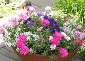 Read more about the article Hoa mười giờ trồng trong nhà được không? Cách chăm sóc hoa thế nào?