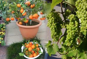 Read more about the article Nên trồng cây ăn quả gì trong vườn nhà phố nhỏ, lại dễ chăm sóc?