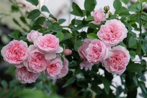Read more about the article 5 cách làm cho hoa hồng nở to và một số mẹo hỗ trợ