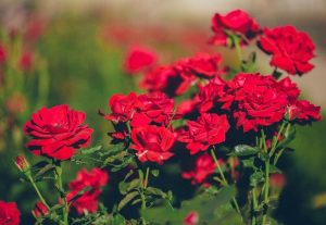 Read more about the article Các loại hoa hồng Đà Lạt và những vườn hồng được yêu thích nhất