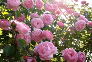 Read more about the article Hướng dẫn cách trồng hoa hồng leo tường vi xanh tốt, cho hoa đẹp