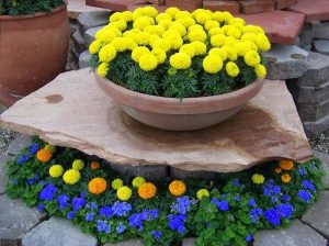 Read more about the article Hướng dẫn cách trồng hoa vạn thọ trong chậu chi tiết
