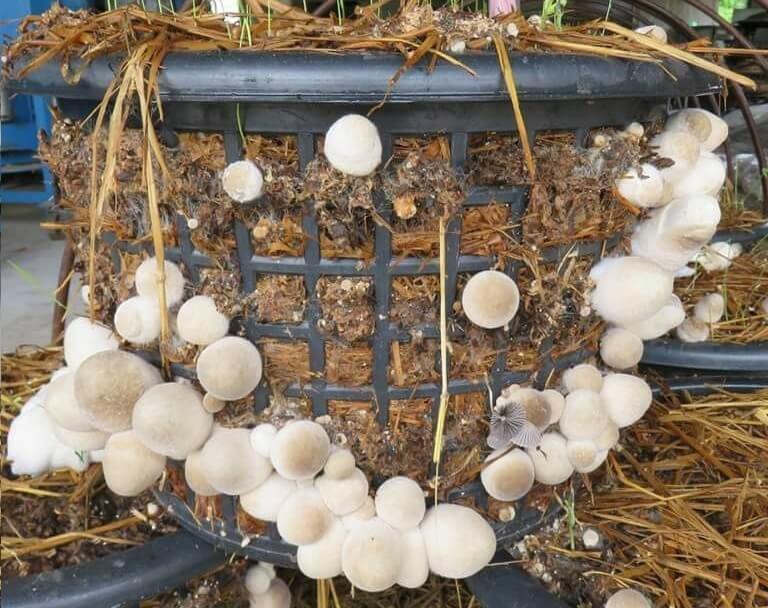 cách trồng nấm rơm đơn giản tại nhà