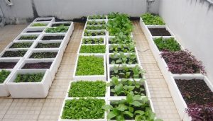 Read more about the article 2 cách trồng rau xà lách đơn giản tại nhà