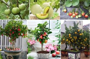 Read more about the article Top 10 cây ăn quả dễ trồng nhất, cho quả say trĩu nặng