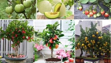 cây ăn quả dễ trồng nhất
