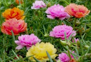 Read more about the article Hoa mười giờ có mấy màu? Giới thiệu những loại hoa mười giờ phổ biến
