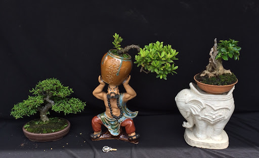 cách tạo dáng bonsai