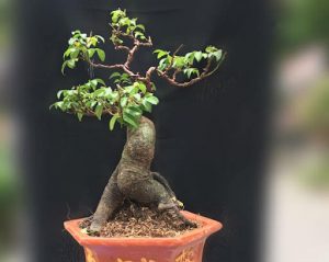 Read more about the article Giới thiệu 2 cách ghép cây khế tạo cây bonsai đẹp
