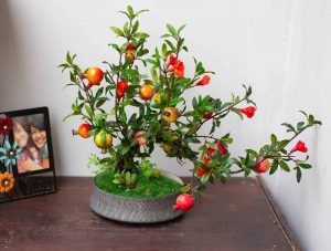 Read more about the article Hướng dẫn cách trồng cây lựu & cách chăm sóc cây lựu ra trái