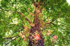 Read more about the article Nguồn gốc cây đầu lân & cách phân biệt với cây sala