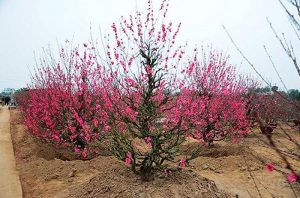 Read more about the article Cây hoa đào – Biểu tượng của mùa xuân dịu dàng, xinh đẹp, tràn đầy nhựa sống