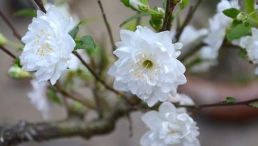 Cây hoa mai trắng