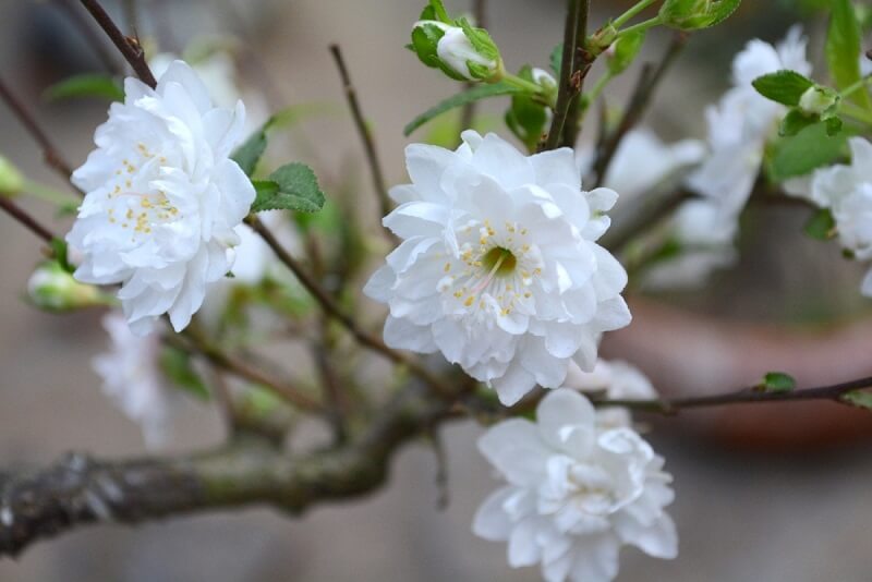 Cây hoa mai trắng
