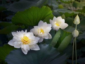 Read more about the article Cây hoa sen: ý nghĩa, phân loại, cách trồng và chăm sóc