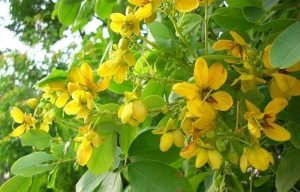 Read more about the article Cây muồng hoa vàng: đặc điểm, ý nghĩa, cách chăm sóc cây luôn xanh tốt