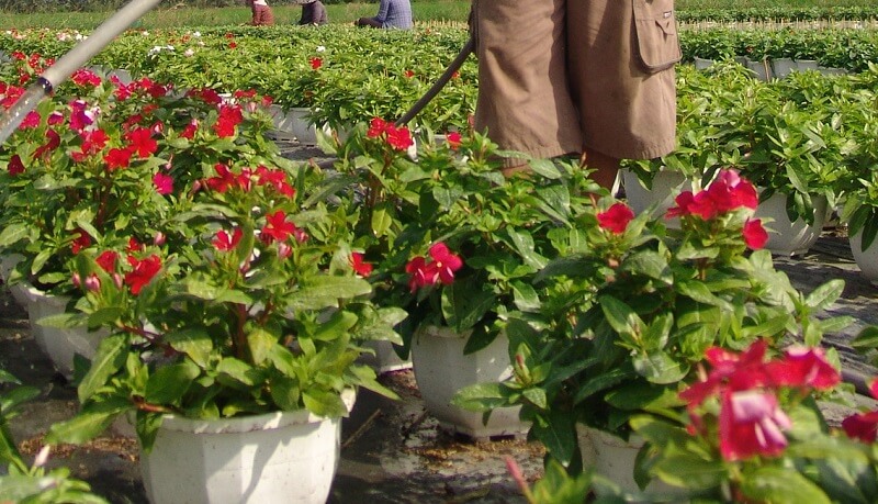 hoa dừa cạn