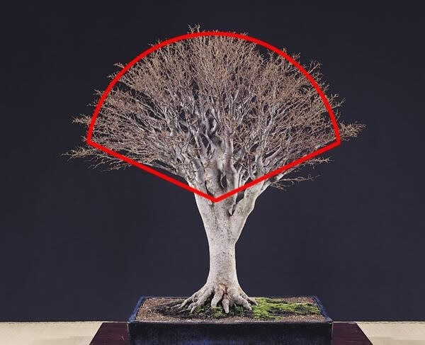 the-choi-nguoc-bonsai