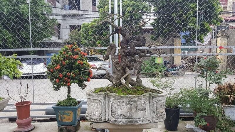 the-giang-long-bonsai